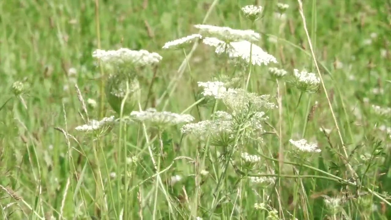 Marchew zwyczajna (Daucus carotta).
