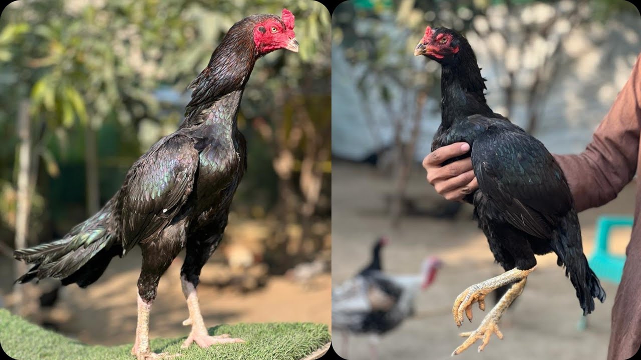 Acha Kari Baz Aseel Ki pehchan | Aseel ma Konsa point zarori hota ha