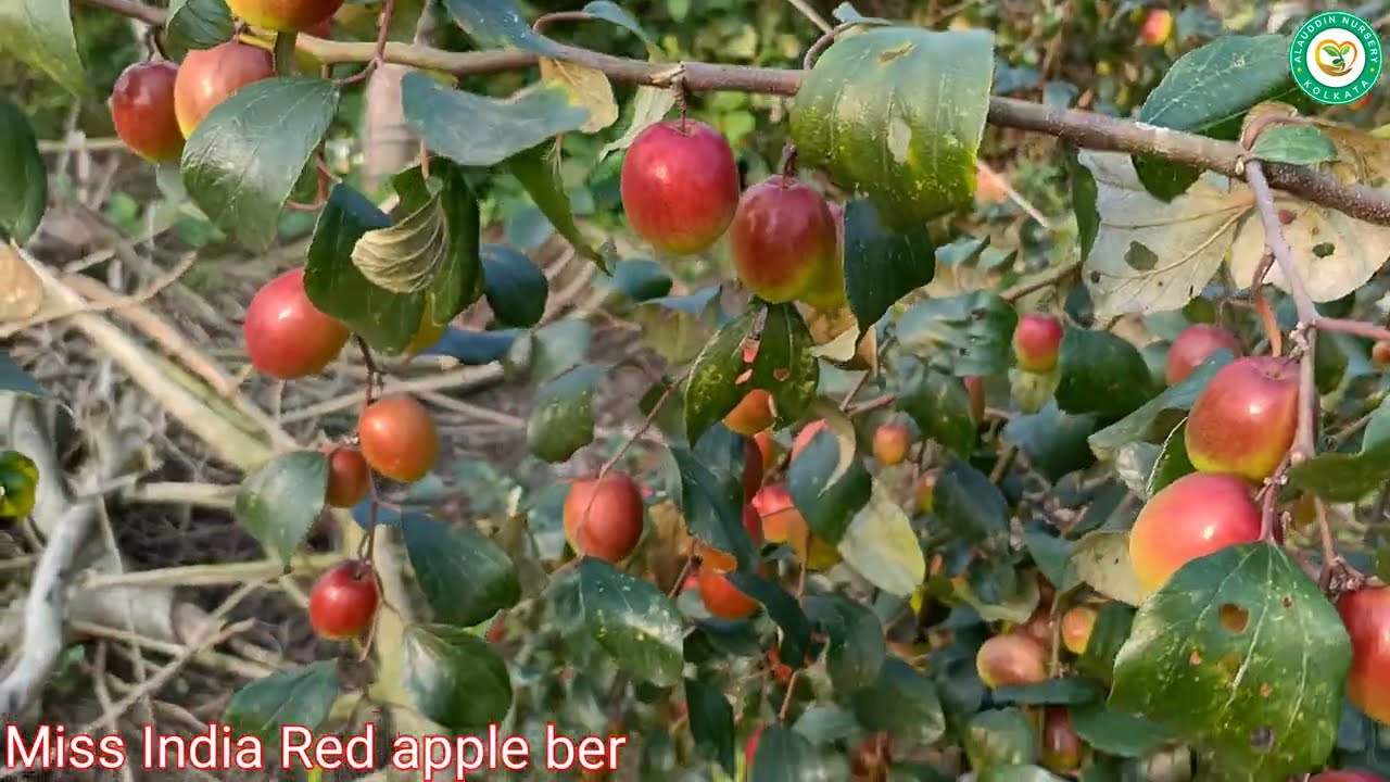 Miss India apple ber#fruit
