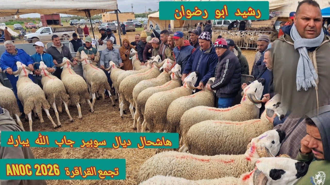 تجمع قراقرة ANOC 2026 رشيد أبو راضوان 24 سوبير🥇 الله يبارك 