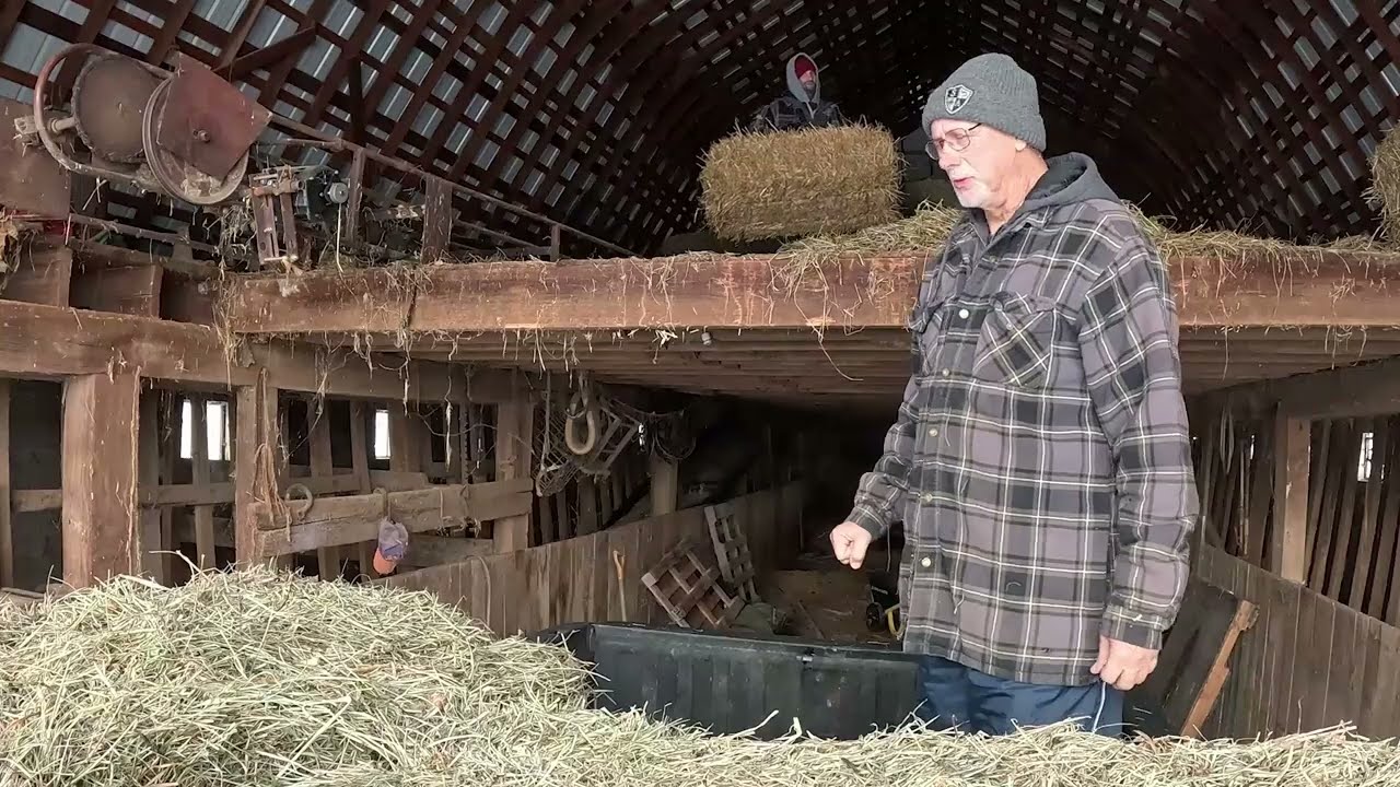 New Calves and Chores in the Cold