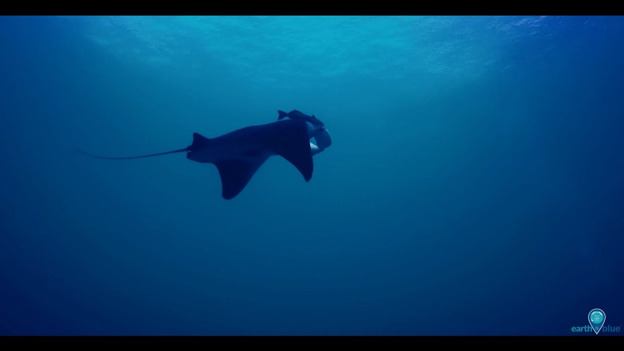 Your Earth Is Blue: Manta Rays in Flower Garden Banks National Marine Sanctuary