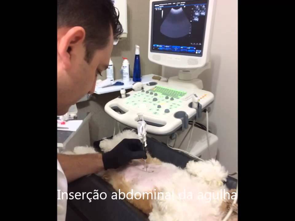 Procedimento de biópsia guiada por ultrassom em cão