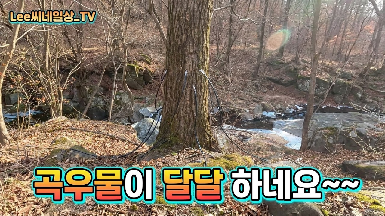 곡우물이 달달 하네요~~ #고로쇠 #경칩물 #곡우물
