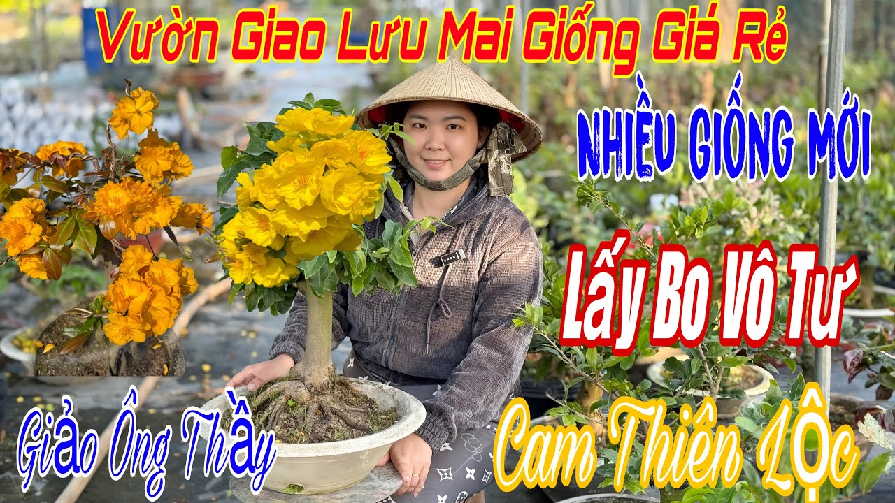 16/3 Vườn giao lưu mai vàng giá rẻ 💥🌲nhiều giống và nhiều mã số đẹp 🌲🌲🌲☎️ 0337274909. Đào 