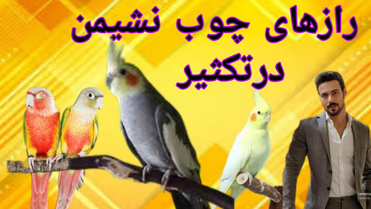 رازهای چوب نشیمن در تکثیر ونگهداری
