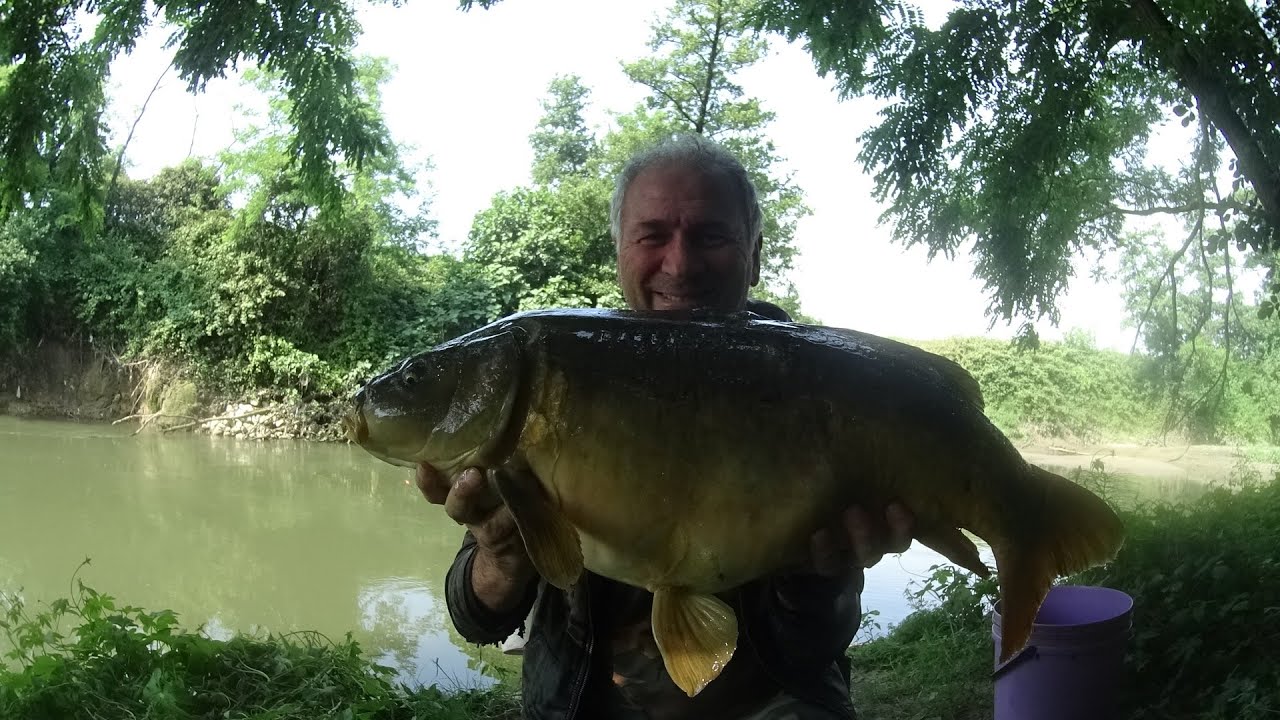 Carpa specchio kg 10,5 con la bolognese