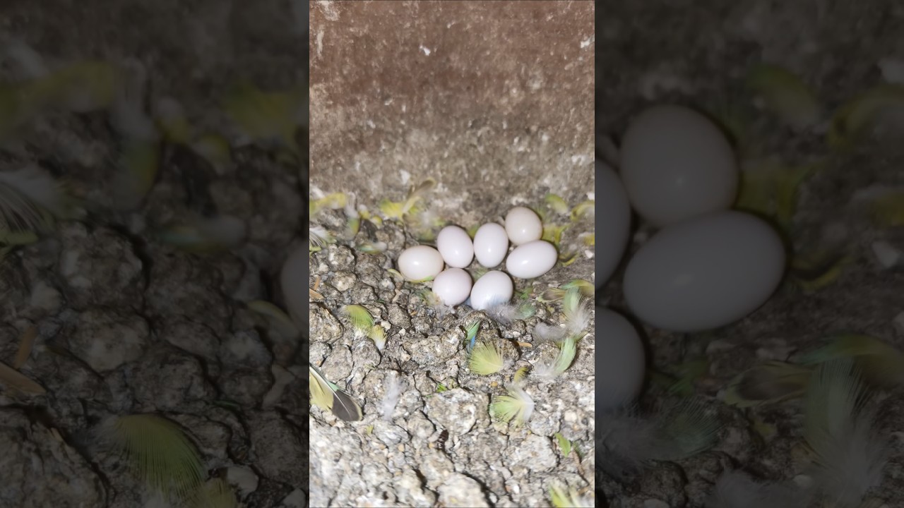 budgies breeding💫 progress 🦜🥰