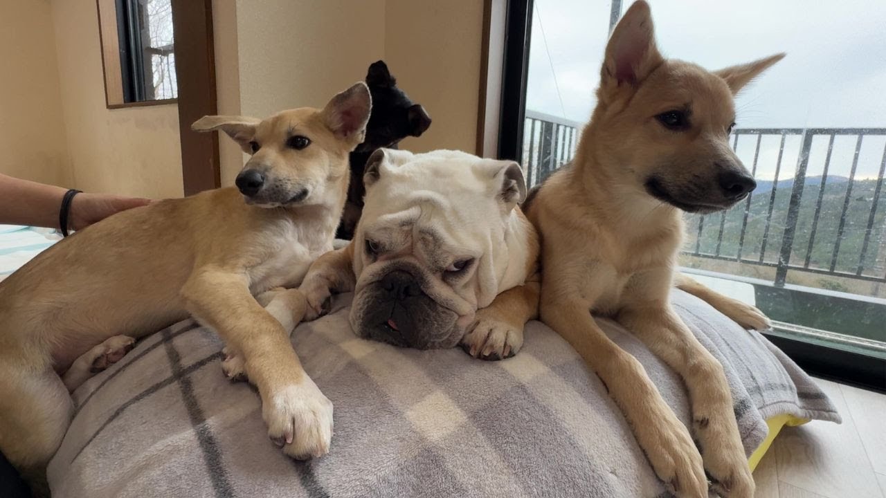勝手に群れのボスに祭り上げられた犬嫌いのぶるまる…統率力ゼロでも保護犬達が支えていくらしいです…