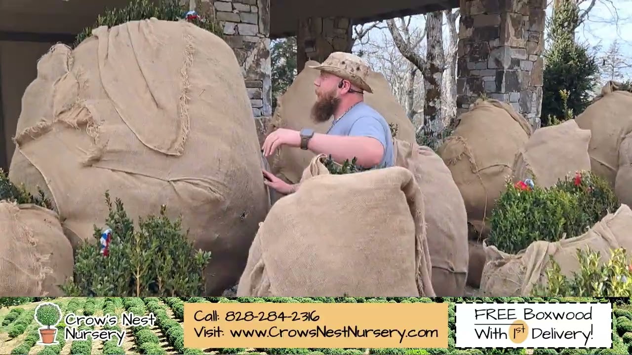 Boxwoods for Sale Charleston SC | Crows Nest Nursery | Justin Testimonial