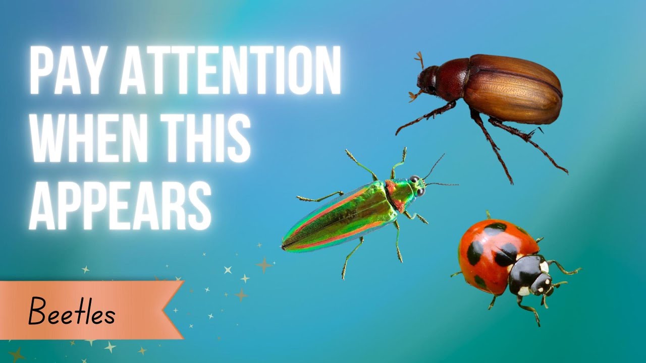 Why You Keep Seeing Beetles: The Spiritual Message You’re Missing