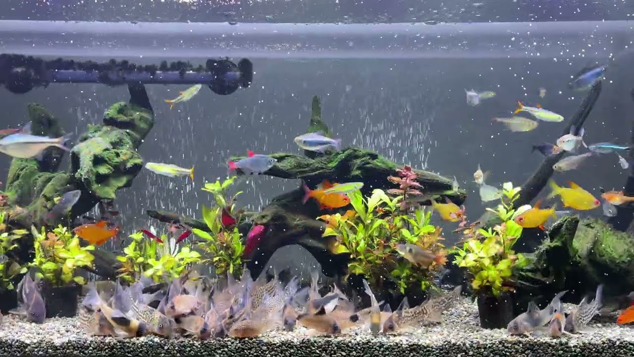 Relaxing Aquarium 1676 / 熱帯魚50種混泳水槽 アクアリウム ディナータイム 4K