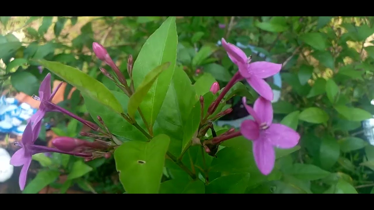 Green  #garden looking idea  🌿🌿🌿😄කොළ පාට වැඩි කරන්න පුලුවන්  විදිය 🌱🌱🌿