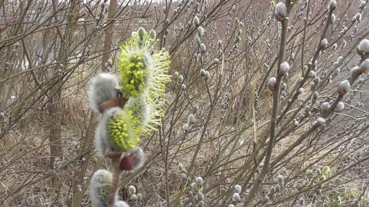 Trees and shrubs: Salix caprea, goat willow,  great sallow