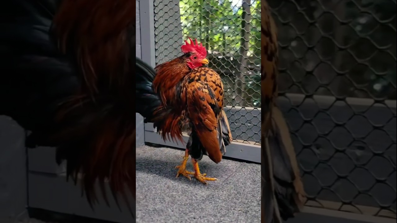 Beautiful Serama bantam chicken 🐔 #shorts #trending #youtubeshorts #ytshorts #animals