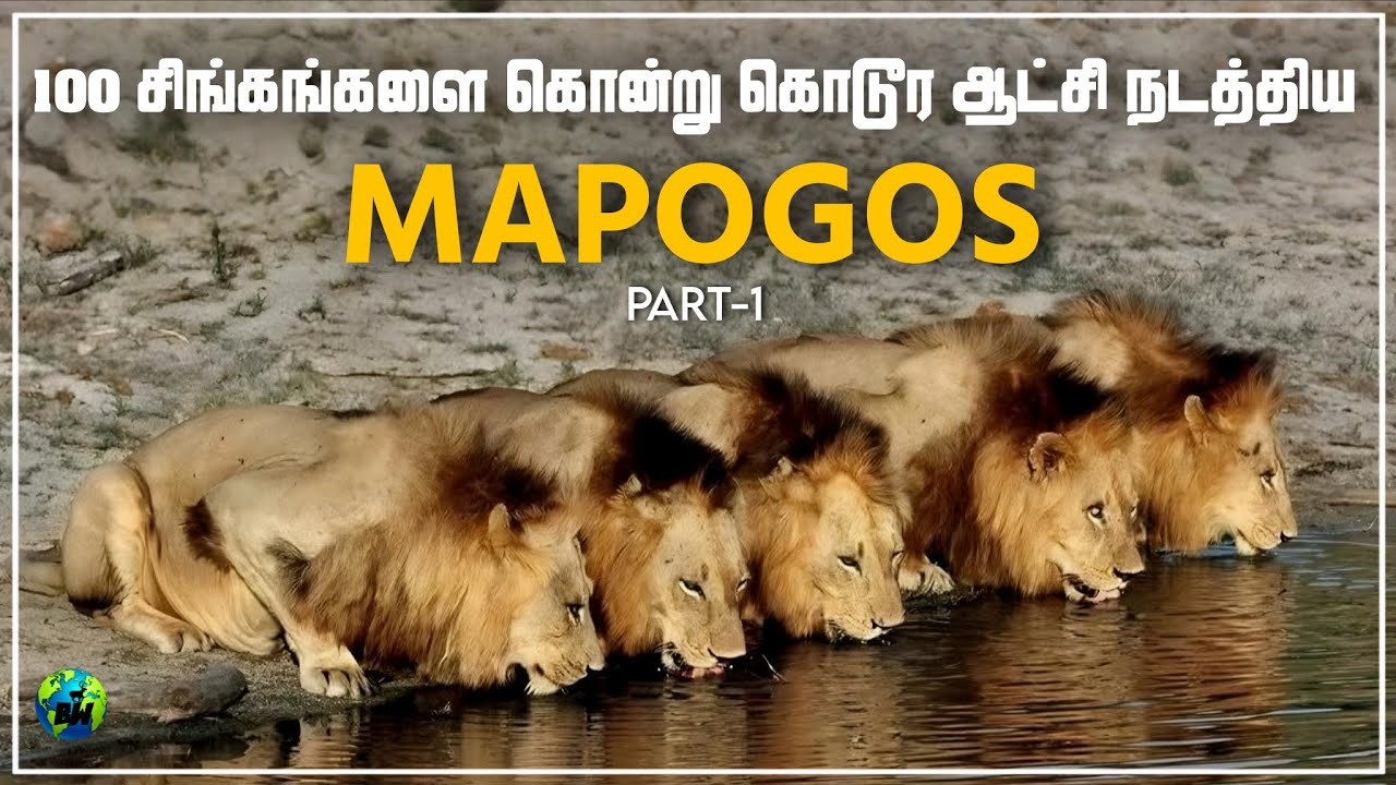 MAPOGOS | 100 சிங்கங்களை கொன்று கொடூர ஆட்சி நடத்திய 6 ஆண்சிங்கங்களின் கூட்டணி | Tamil | BioWorld