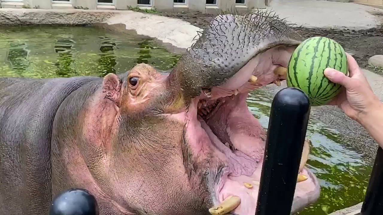 Hippos Devour Whole Watermelons in One Bite Compilation - Baby Hoppo Eat Watermelon