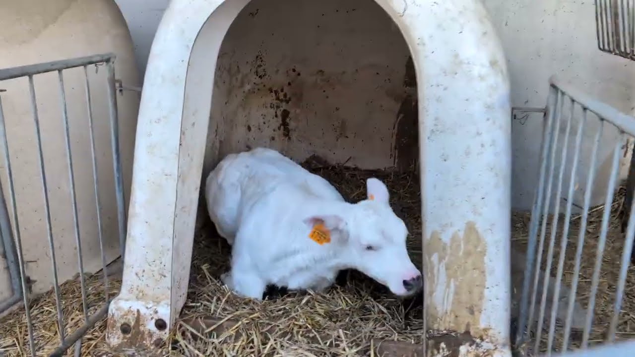 Dairy Life with Superhost Riaan & Estelle