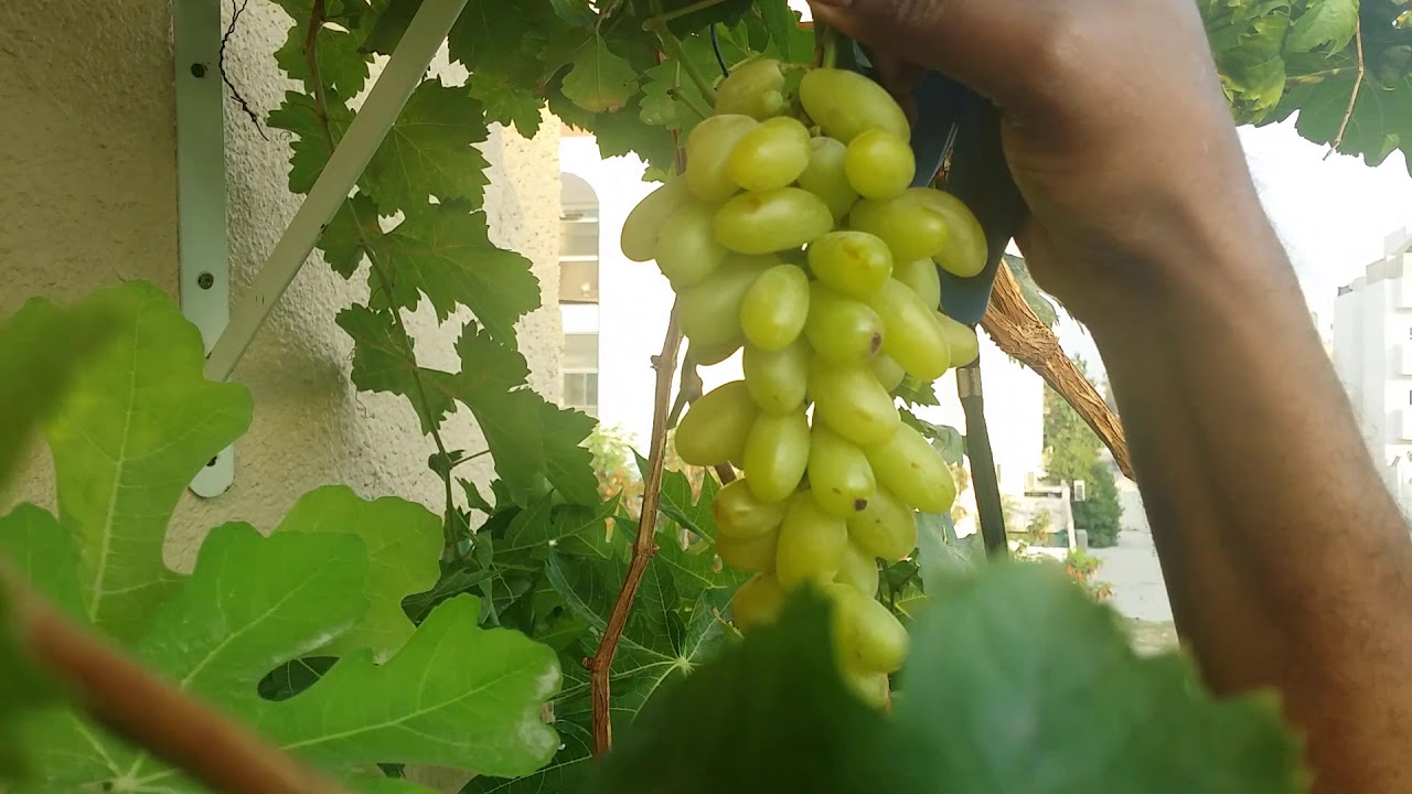 نضوج ثمار العنب على الأصيص Growing Grapes in container   Ripped