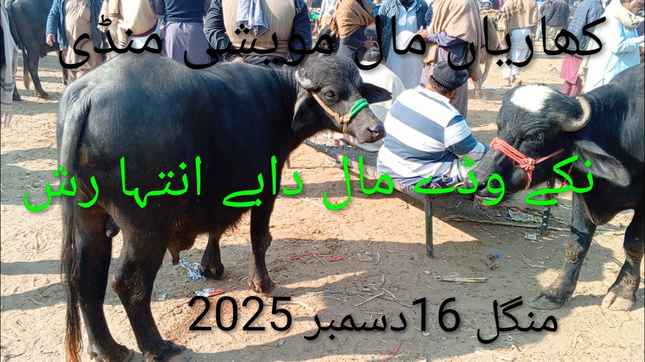 کھاریاں مال مویشی منڈی/منگل16دسمبر2025/Kharia Mandi /Kharia Mandi /mal mandi/Punjab Mandi /Animal /m