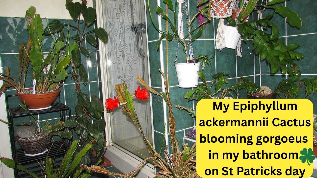 Мой кактус Epiphyllum ackermannii великолепно цветет в моей ванной комнате в День Святого Патрика...
