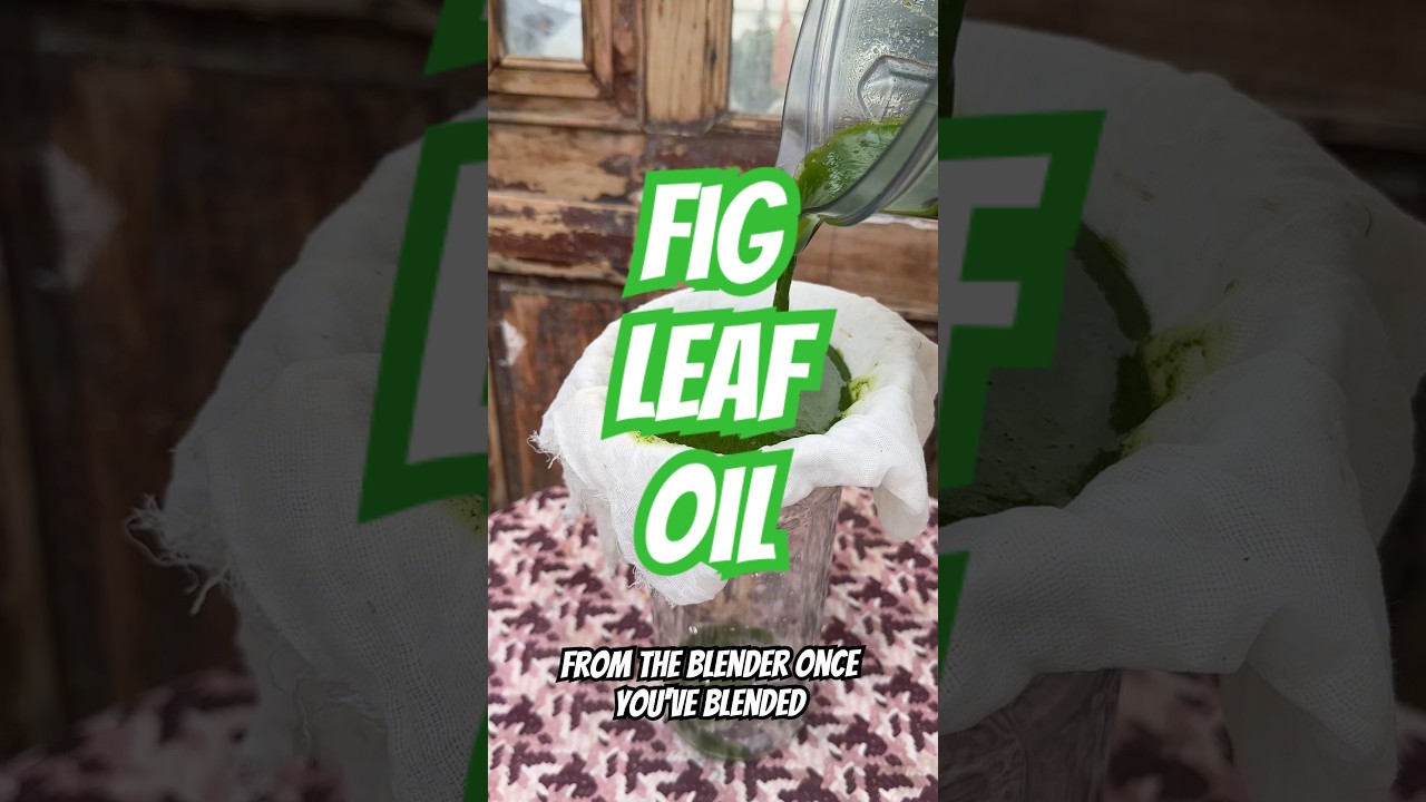 Did you know you can eat fig leaves? 🍃 #figs #figleaves #figrecipe #seasonal #food #dryfigs