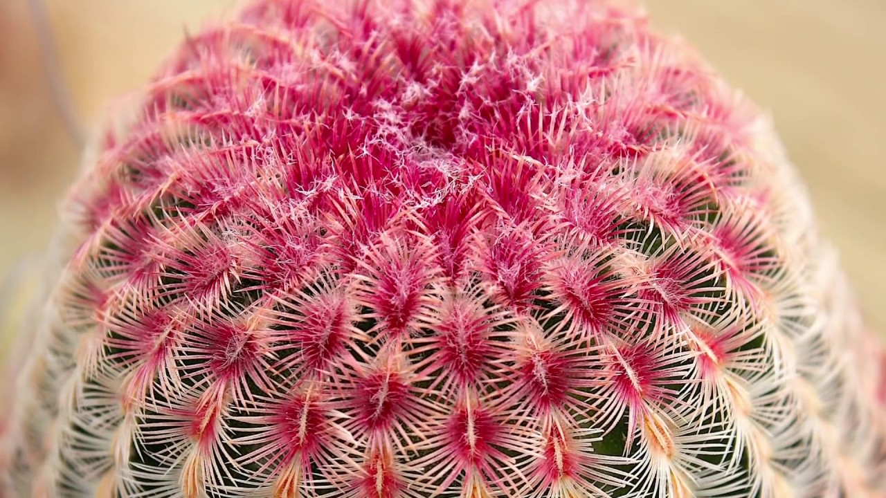 A Dozen Insider Tips for Succulent Enthusiasts