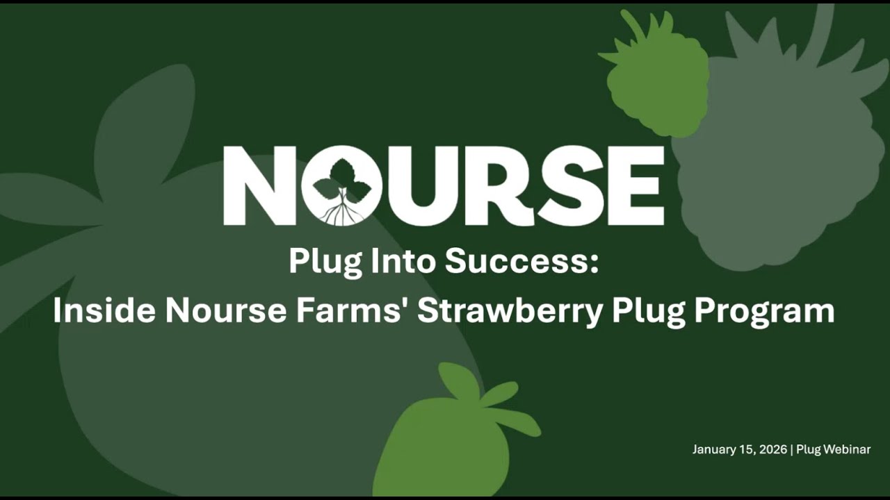 Lunch and Learn Webinar: Plug Into Success, Inside Nourse Farms' Strawberry Plug Program