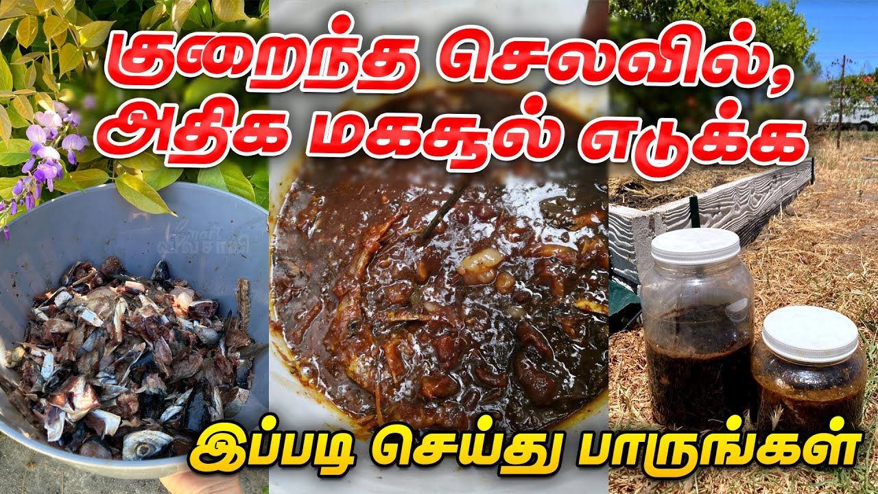 மீன் அமிலம் தயாரிப்பது எப்படி? அதனை எப்படி பயன்படுத்த வேண்டும் | Smart Vivasayi