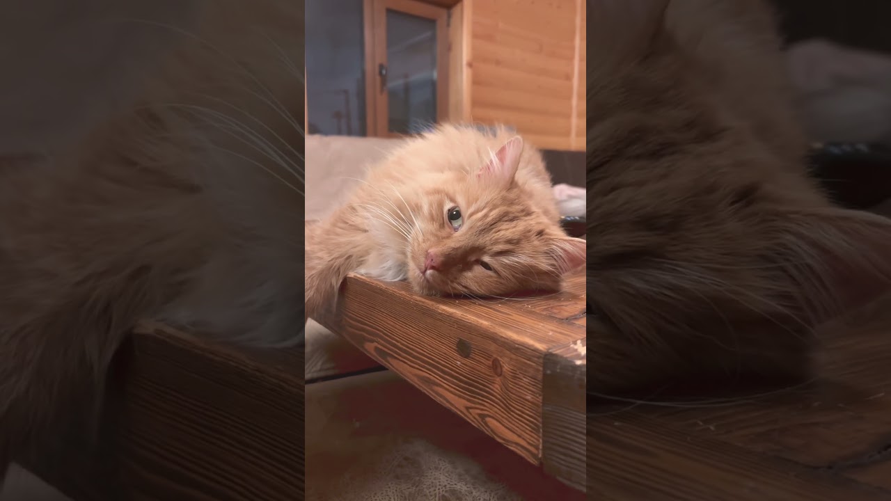 Согласны? #рекомендации #cat #кот