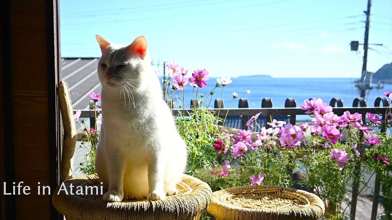 #68 [DIY] 築50年の家をコスモスで彩る冬🌷｜陽だまりネコと素敵な空間作り