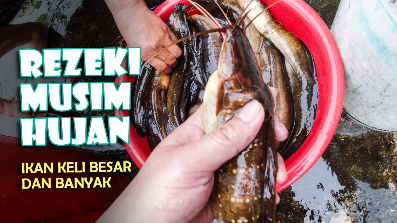 TAHAN JARING, DAPAT 20KG IKAN KELI
