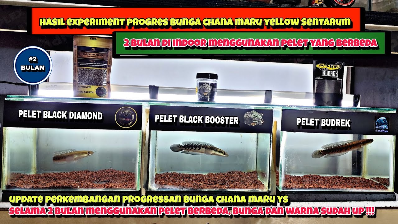 UPDATE HASIL PROGRES BUNGA CHANA MARU YS‼️2 BULAN MENGGUNAKAN PELET BERBEDA BUNGA DAN WARNA NAIK‼️
