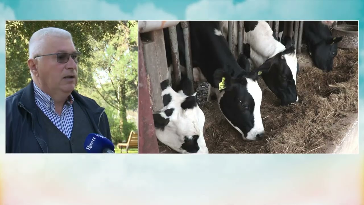 BOJE JUTRA - MOŽE LI POSKUPLJENJE GORIVA UTICATI NA CIJENU MLIJEKA? | Vijesti online