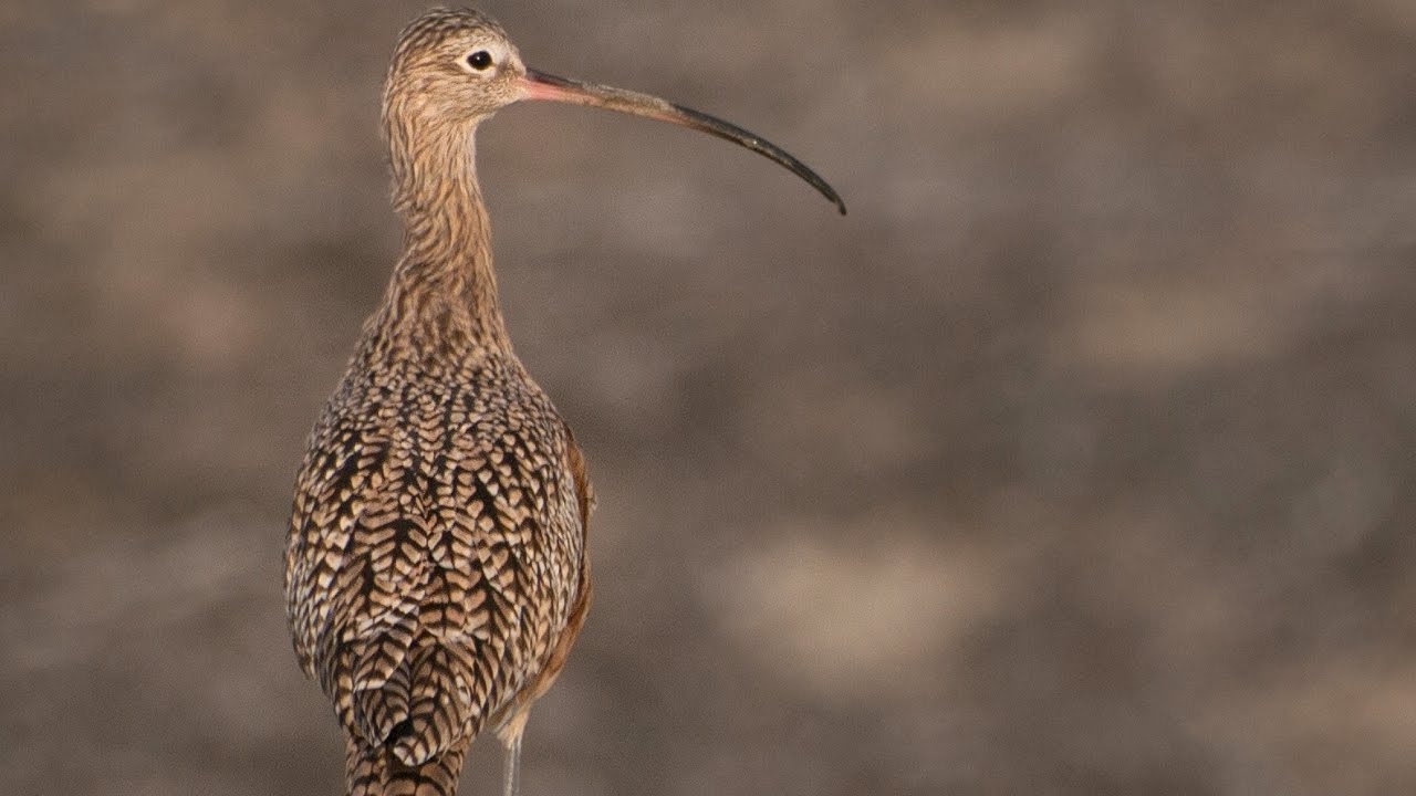 WEBINAR: Curlews of the World