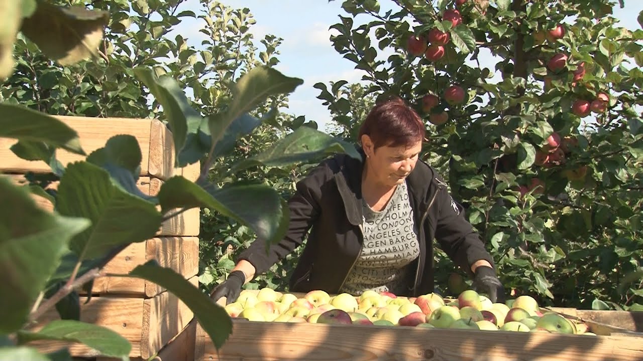 Luksnėnų soduose skinamas vienų mėgstamiausių lietuviškų vaisių - obuolių derlius 2021 09 10