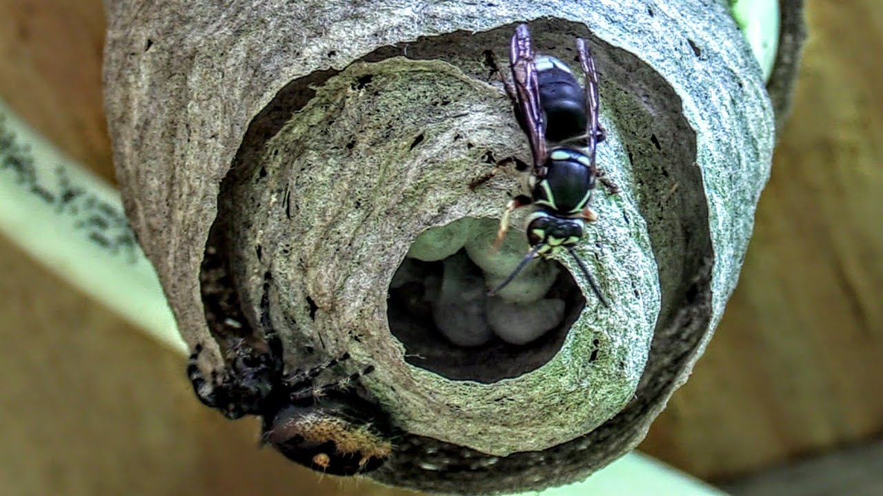 HORNET VS SPIDER Bald Faced Hornets Nest Build Time Lapse Yellow Jackets Nest
