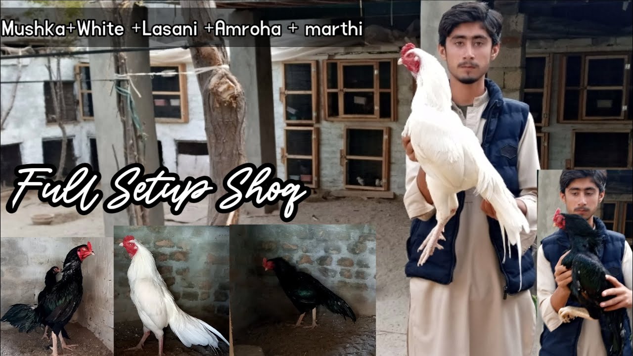 Full Setup | Top Quality Aseel Birds | Video 25 | Saeed Aseel Mianwali