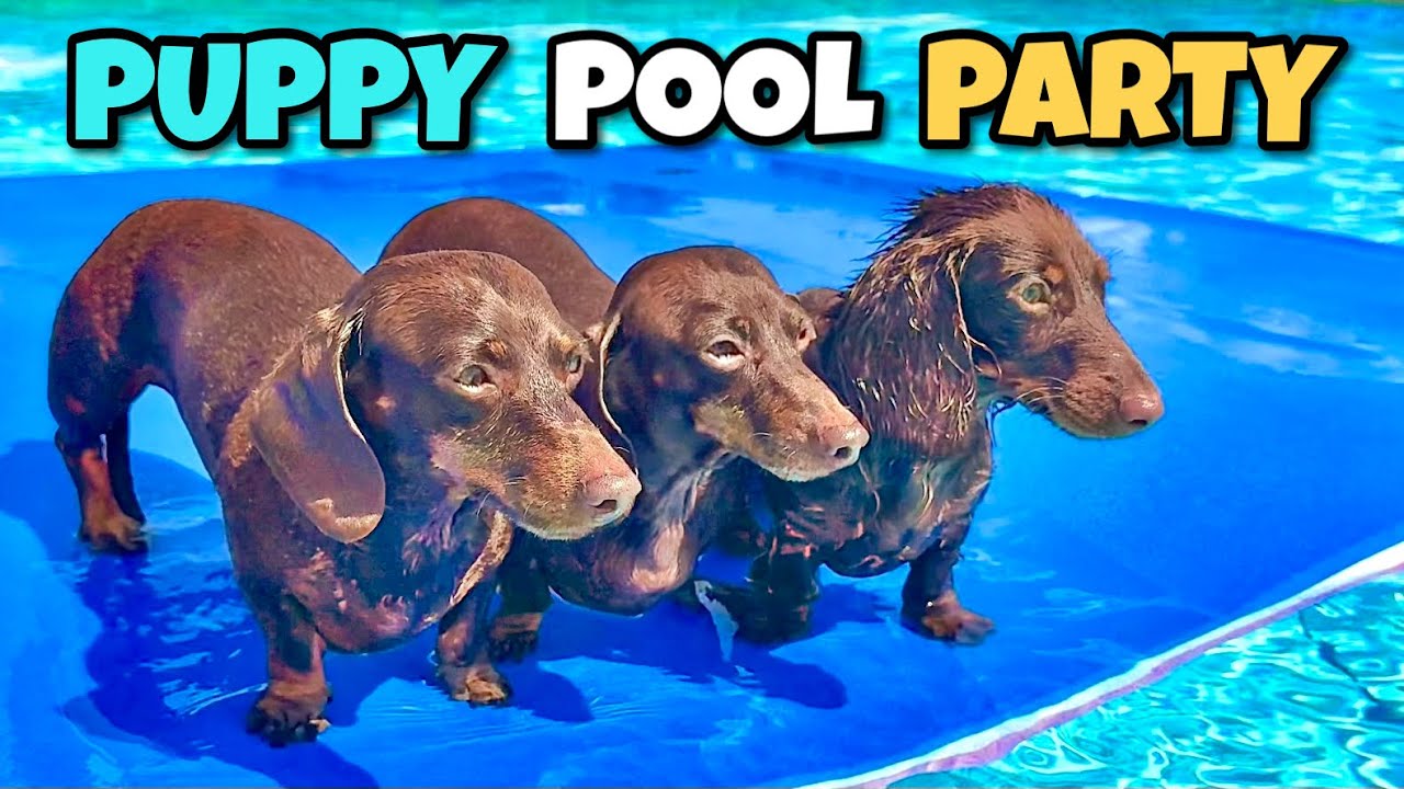 PUPPY POOL PARTY: Mini DACHSHUNDS Love Swimming