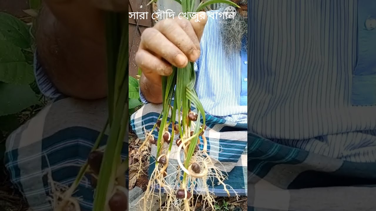 #saudi #date সৌদি খেজুর চারা দেখে স্ত্রী গাছ নির্নয়(এক্সক্লুসিভ)২