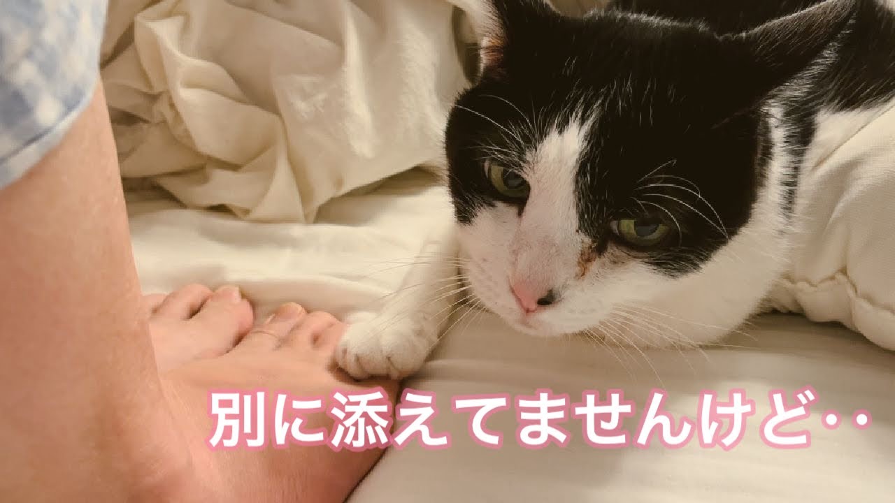 先生の足になんかどっかくっつけてたいれいちゃんが可愛すぎました【元病院猫のれいちゃん】