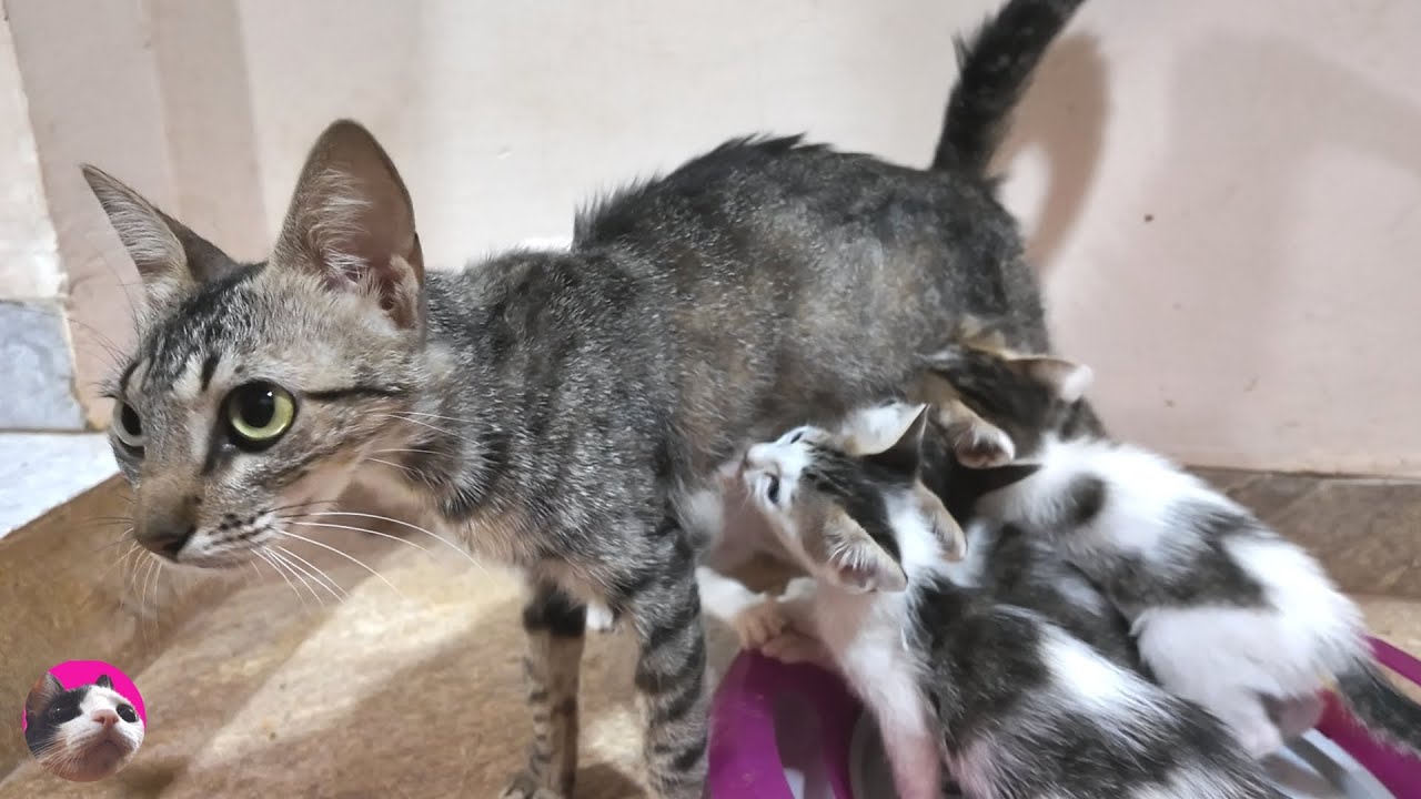 Кошка-мать отказывает котятам, чтобы отучить их от молока, но они упорно бегают за ней!