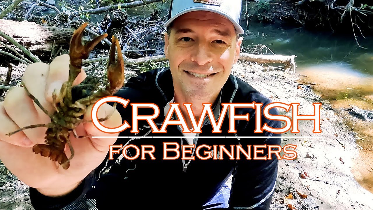 How to Catch Crawfish for Beginners - Just Like Us! Catching Crawdads in Cold Water in Late Fall!