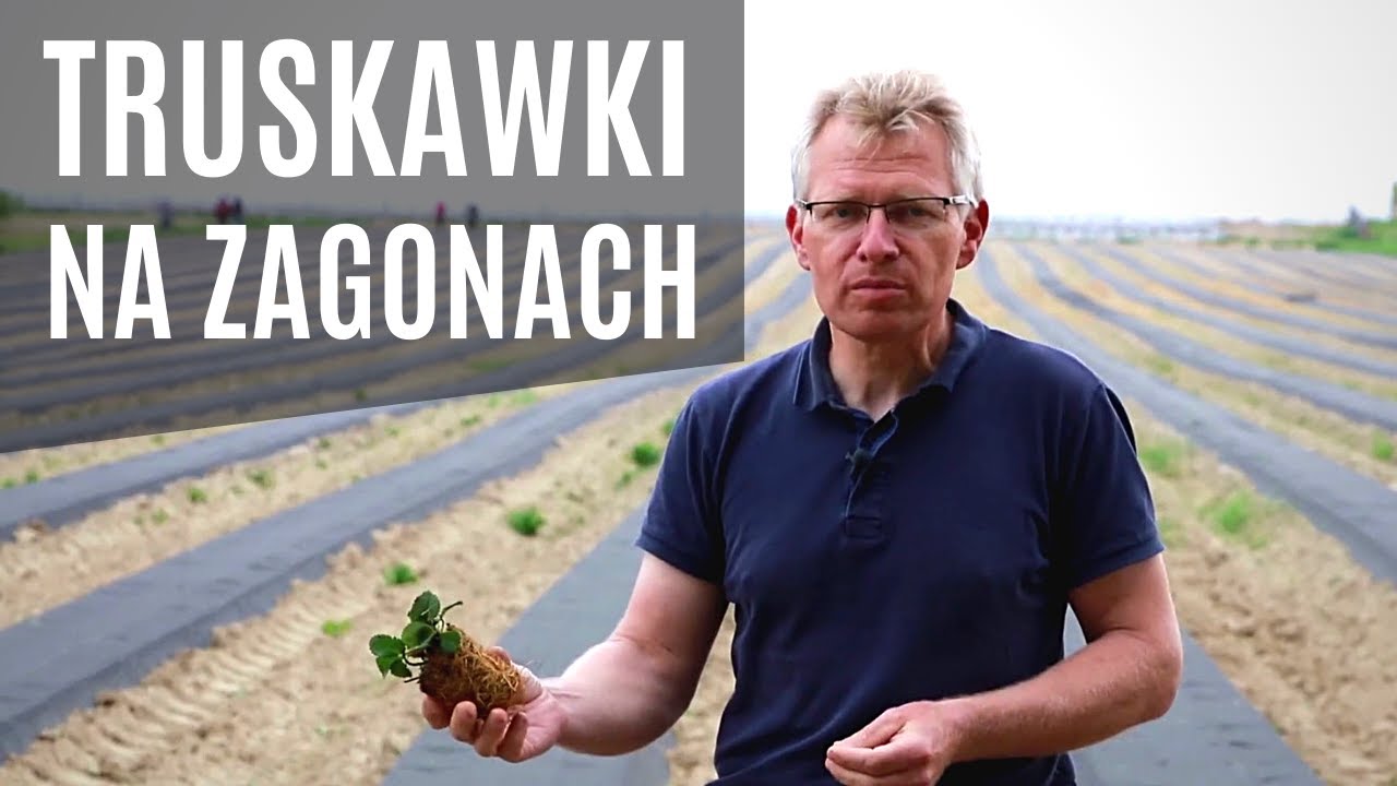 Truskawki na zagonach - nowe przedsięwzięcie w Karczmiskach