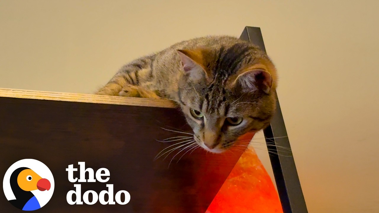 Эта кошка знать ничего не хотела о своем новом братике | The Dodo