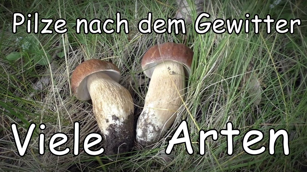 Pilze nach dem Gewitter Viele Arten