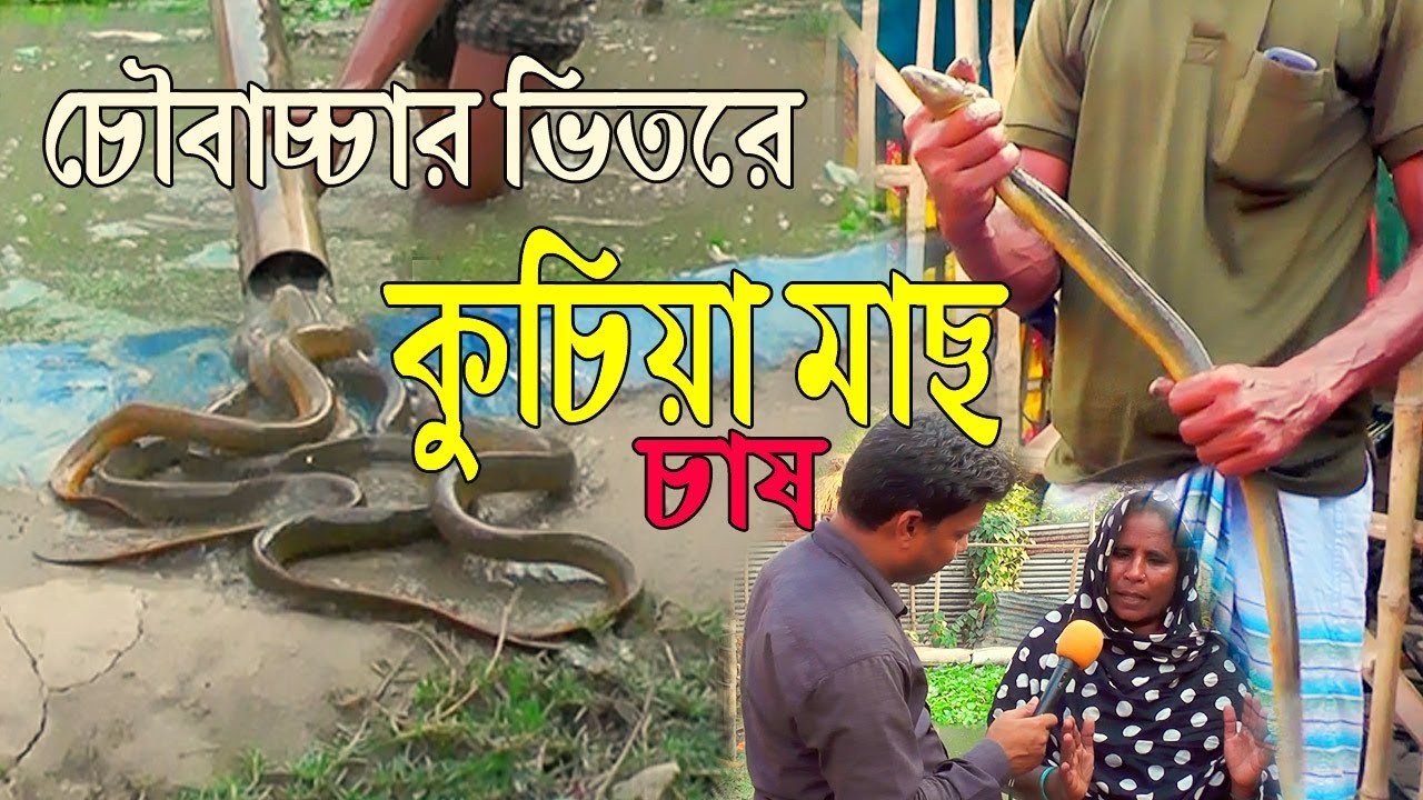 চৌবাচ্চার ভিতরে কুচিয়া মাছ চাষ | সফল মেহেরপুরের নাজমা বেগম | বেকারদের জন্য সমাধান