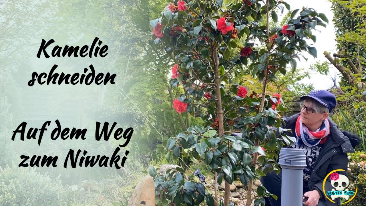 Kamelie schneiden - zukünftiger Niwaki - so schneide ich meine Kamelie