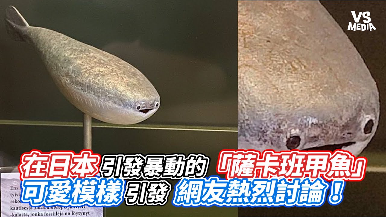 在日本引發暴動的「薩卡班甲魚」 可愛模樣引發網友熱烈討論！｜VS MEDIAｘ@vvnews-vl3xf