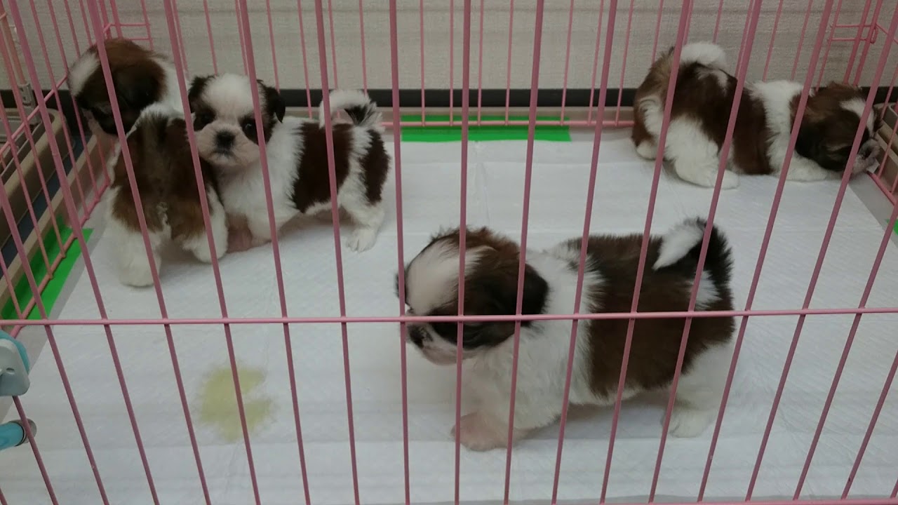 可愛いシーズーちゃんたち